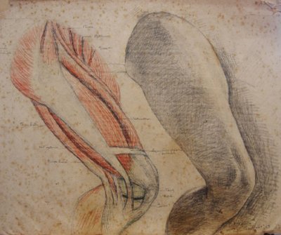 Estudio anatómico y modelo vivo de Francisco Bayardo